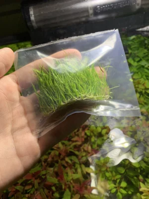 ⁦Hair Grass - هير جراس - ١٠ جرام⁩ - الصورة ⁦6⁩