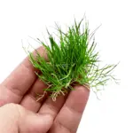 ⁦هير جراس | Hair Grass⁩ - الصورة ⁦5⁩
