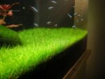 ⁦هير جراس | Hair Grass⁩ - الصورة ⁦4⁩