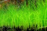 ⁦هير جراس | Hair Grass⁩ - الصورة ⁦2⁩