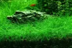 هير جراس | Hair Grass