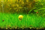⁦هير جراس | Hair Grass⁩ - الصورة ⁦3⁩