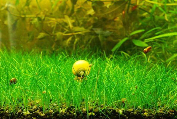 ⁦Hair Grass - هير جراس - ١٠ جرام⁩ - الصورة ⁦3⁩