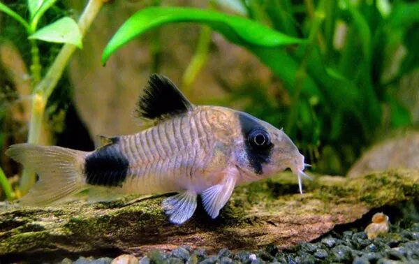 كوري دوراس باندا | Panda Corydoras
