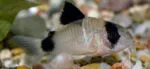 Panda Corydoras Catfish – Freshwater Aquarium Bottom Dweller - Image 4