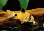 Panda Corydoras Catfish – Freshwater Aquarium Bottom Dweller - Image 5