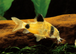 Panda Corydoras Catfish – Freshwater Aquarium Bottom Dweller - Image 5