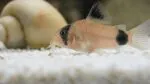 Panda Corydoras Catfish – Freshwater Aquarium Bottom Dweller - Image 6