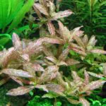 Hygrophila polysperma 'Sunset' – Red Variegated Low-Tech Plant - Image 2