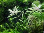 Hygrophila polysperma 'Sunset' – Red Variegated Low-Tech Plant - Image 3