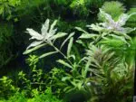 Hygrophila polysperma 'Sunset' – Red Variegated Low-Tech Plant - Image 3