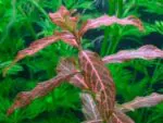 Hygrophila polysperma 'Sunset' – Red Variegated Low-Tech Plant