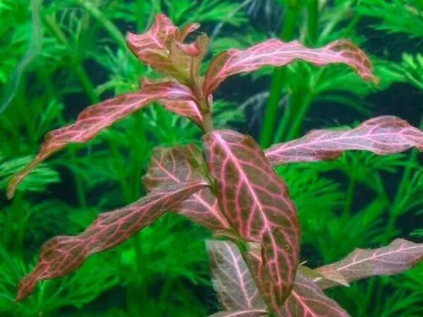 Hygrophila polysperma 'Sunset' – Red Variegated Low-Tech Plant
