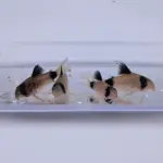 Panda Corydoras Catfish – Freshwater Aquarium Bottom Dweller - Image 2