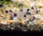 Panda Corydoras Catfish – Freshwater Aquarium Bottom Dweller - Image 3