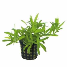 Stargrass | ستار جراس - Image 4