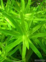 ستار جراس | Stargrass - Image 3