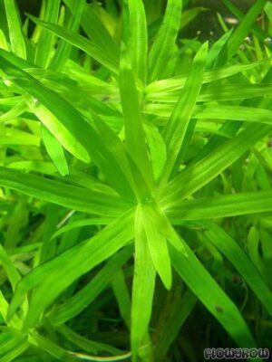 Stargrass | ستار جراس - Image 3