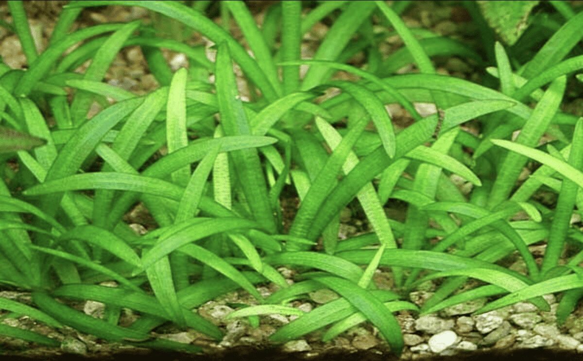 Stargrass | ستار جراس - Image 2