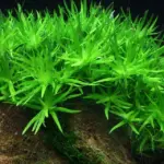 ستار جراس | Stargrass