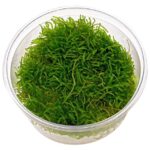 Java Moss Live Aquarium Moss – 10g Portion for Planted Tanks - Image 4