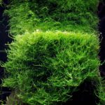 Java Moss Live Aquarium Moss – 10g Portion for Planted Tanks