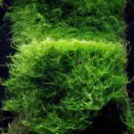 Java Moss Live Aquarium Moss – 10g Portion for Planted Tanks