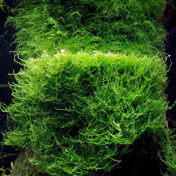 Java Moss Live Aquarium Moss – 10g Portion for Planted Tanks