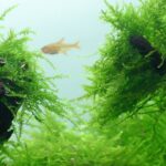 Java Moss Live Aquarium Moss – 10g Portion for Planted Tanks - Image 2