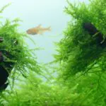 Java Moss Live Aquarium Moss – 10g Portion for Planted Tanks - Image 2