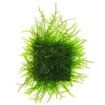 Java Moss Live Aquarium Moss – 10g Portion for Planted Tanks - Image 3