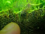 ⁦ADA Aqua Soil Amazonia⁩ - الصورة ⁦4⁩