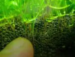 ⁦ADA Aqua Soil Amazonia⁩ - الصورة ⁦4⁩