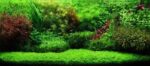 ⁦ADA Aqua Soil Amazonia⁩ - الصورة ⁦5⁩