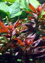 Ludwigia Glandulosa - Image 3