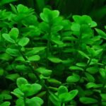 Bacopa Monnieri Live Aquarium Plant – Low-Tech, 5-Stem Pot - Image 3