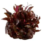 ⁦Alternanthera reineckii 'Mini' - التيرنينثرا رينكي ميني⁩ - الصورة ⁦3⁩