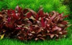 ⁦Alternanthera reineckii 'Mini' - التيرنينثرا رينكي ميني⁩ - الصورة ⁦2⁩