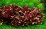 ⁦Alternanthera reineckii 'Mini' - التيرنينثرا رينكي ميني⁩ - الصورة ⁦2⁩