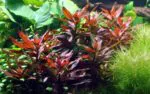 Ludwigia Glandulosa - Image 5