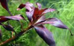 Ludwigia Glandulosa - Image 2