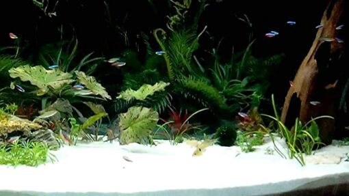 رمل سيليكا ابيض ناعم ٢ كجم - Image 2