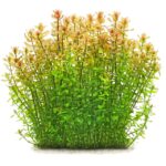 Bacopa caroliniana – Easy Stem Plant for Planted Aquariums - Image 3