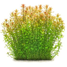 ⁦Bacopa Carolinia |  باكوبا كارولينا⁩ - الصورة ⁦3⁩