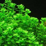 Bacopa Monnieri Live Aquarium Plant – Low-Tech, 5-Stem Pot - Image 4