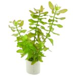 Bacopa caroliniana – Easy Stem Plant for Planted Aquariums - Image 2