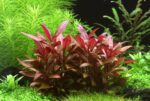 Alternanthera reineckii 'Mini' - التيرنينثرا رينكي ميني