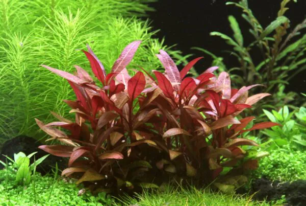 Alternanthera reineckii 'Mini' - التيرنينثرا رينكي ميني