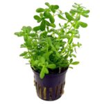 Bacopa Monnieri Live Aquarium Plant – Low-Tech, 5-Stem Pot - Image 5