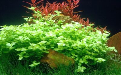 Bacopa australis (Baby Tears) - بابي تيرز